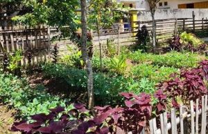 Warga Desa Karang Tunggal Manfaatkan Pekarangan untuk Budidaya