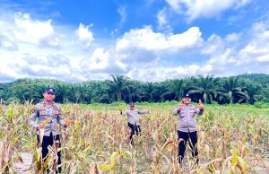“Ketahanan Pangan” Polres Kutai Timur Panen Jagung di Muara Bengalon