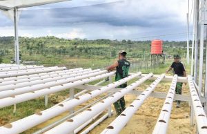 Mulawarman IFS Kembali Gairahkan Budidaya Hidroponik untuk Ketahanan Pangan