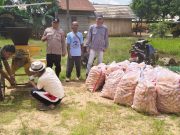 Pemipilan Jagung di Areal PT KBN Capai 1,5 Ton, Polsek Bengalon Turun Lakukan Pendampingan